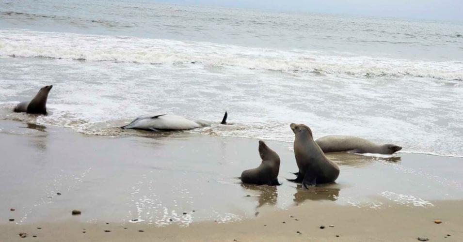 Hundreds of dolphins and sea lions have washed up dead or sick in California amid toxic algae outbreak