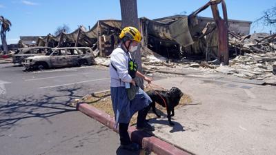 Cadaver dogs are in Maui to help find the dead. Here’s how it works and why it’s difficult