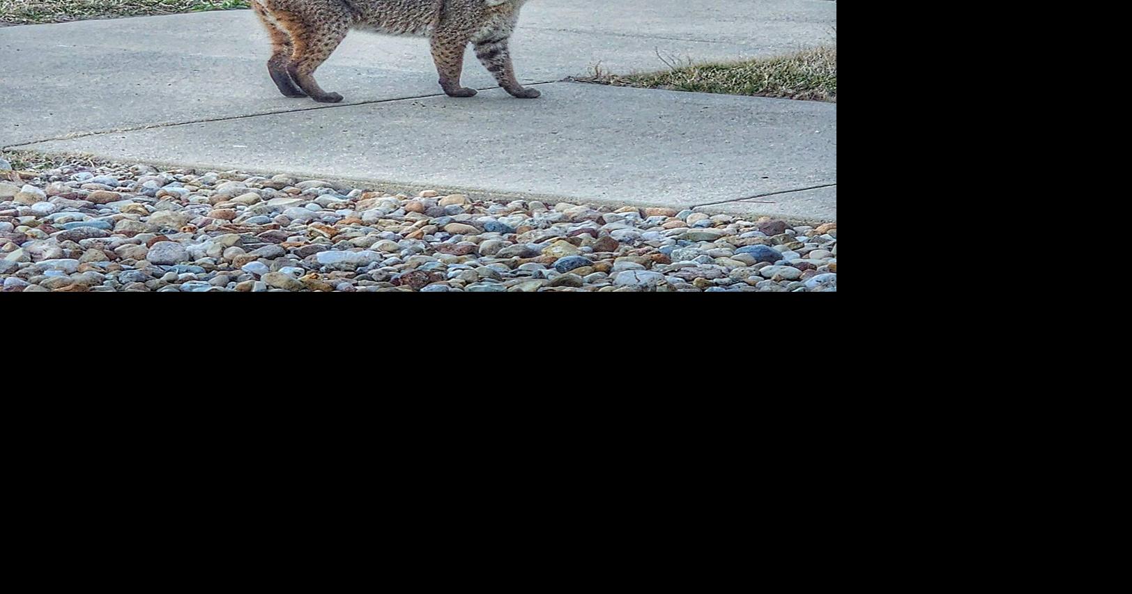 Bobcat stops by and poses for picture near Rend Lake Illinois