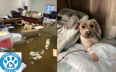 Stray Paws Rescue flooding