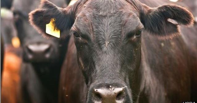 Disease affecting cattle detected in Kentucky