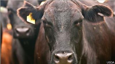 cow