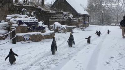 penguins in snow, st. louis zoo