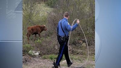 calf, trooper