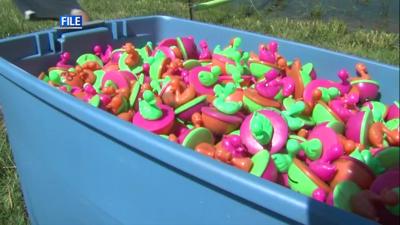 duck-race