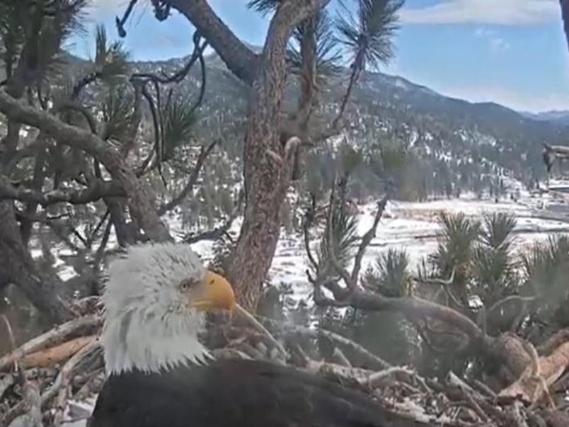 WATCH LIVE: Bald Eagle tends to eggs as it waits for them to ...