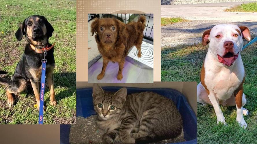 Pets of the Week: November 4, 2021
