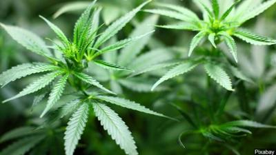 marijuana