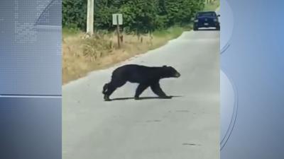 Golf Course in Marion, IL Warns Customers of Black Bear | Illinois