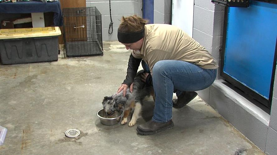 Union Co Animal AbuseII