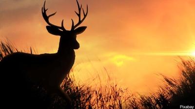 deer silhouette