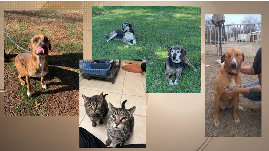Pets of the Week 3-3-22