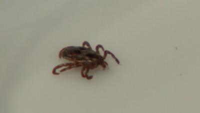 Tick