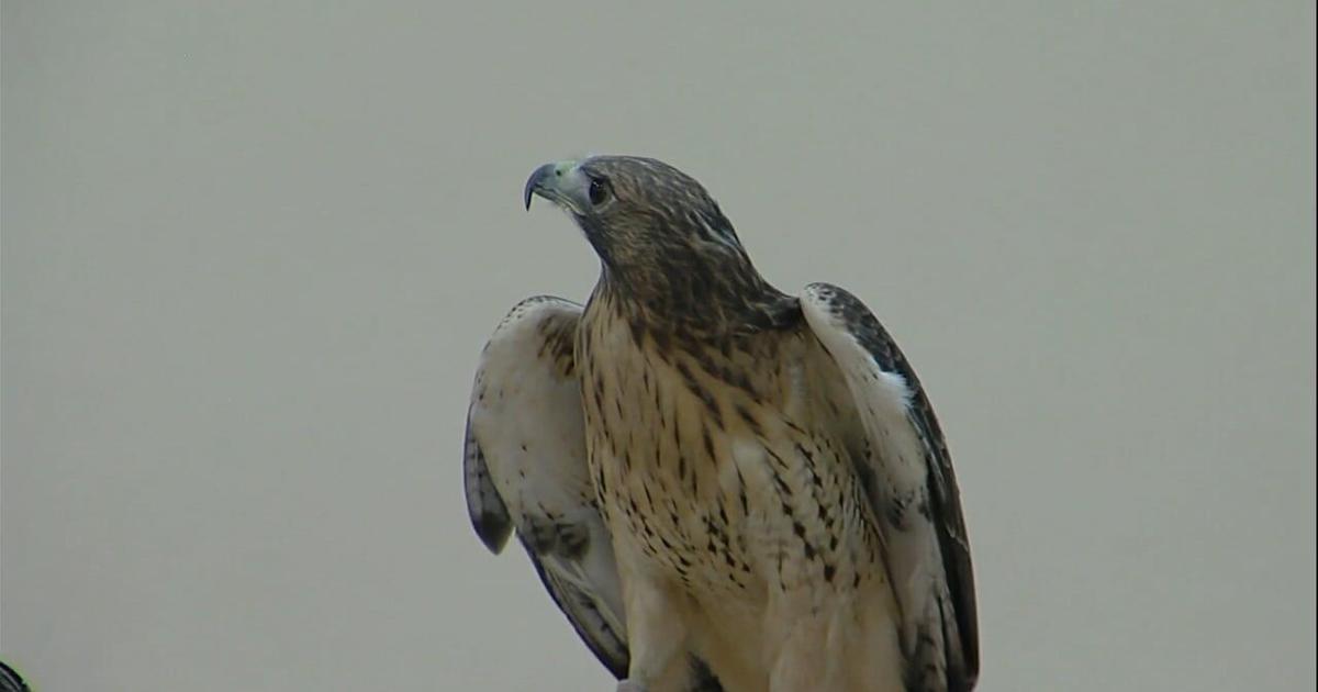 Ameren hosts special bird program for kids at local elementary school ...