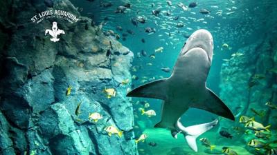 St Louis aquarium