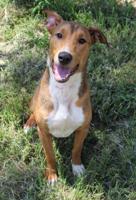 Pets of the Week: March 7, 2019