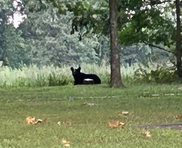 Bear in Williamson County