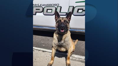 K9 Polo