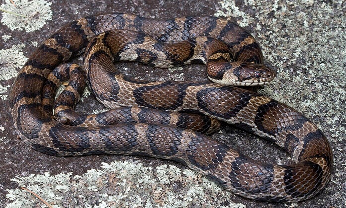 Illinois designates State Snake thanks to Carterville student's efforts ...