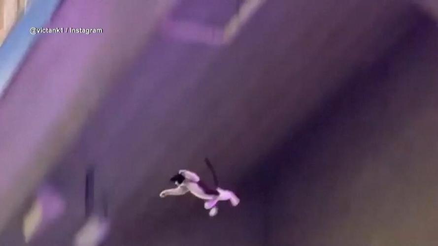 FallingCat