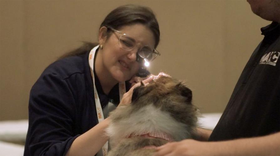 Nip and tuck surgeries for dogs and cats are more than cosmetic. Here’s why