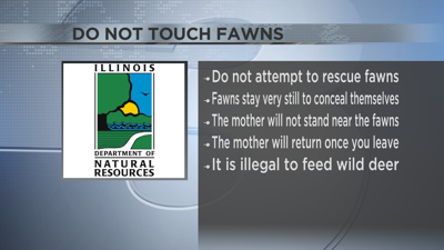 Do not touch fawns