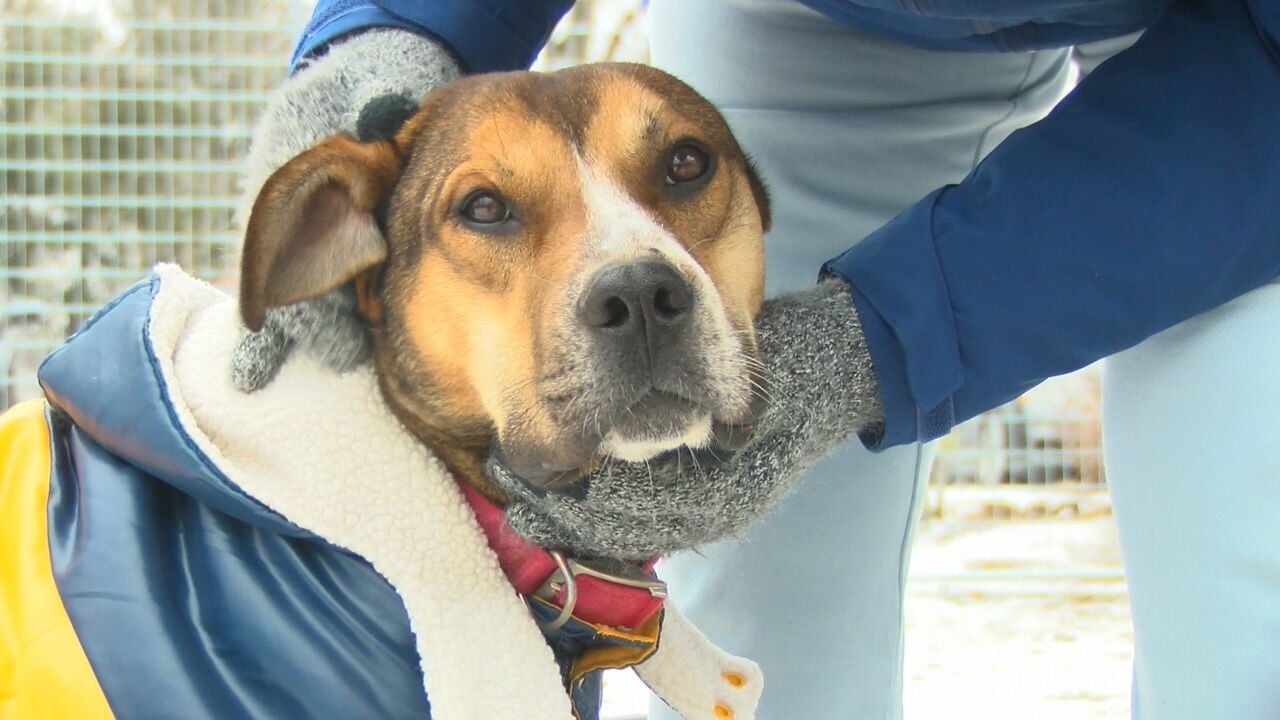 Protect your pets from the cold News wsiltv