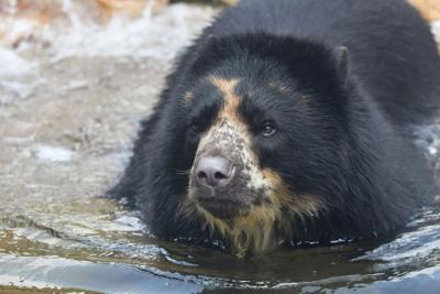 Andean bear breaks out of enclosure at St. Louis zoo -- again