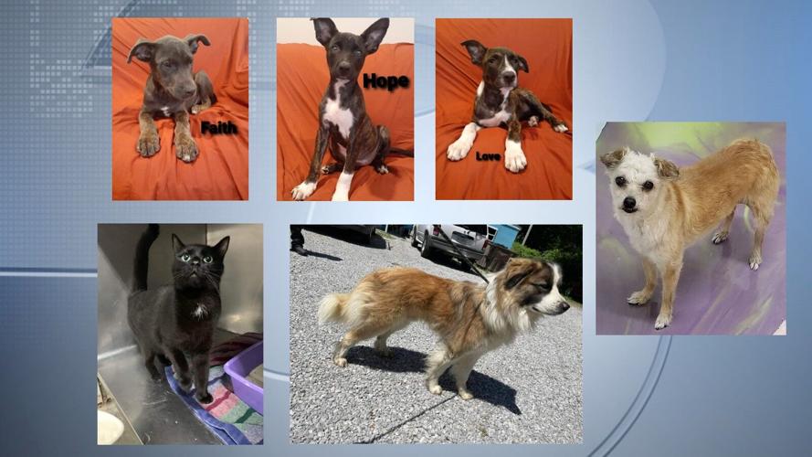 Pets of the Week: August 11, 2022