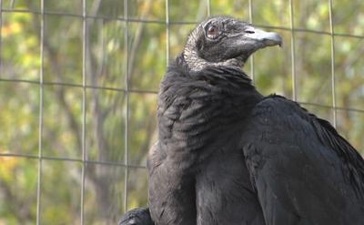 Black Vulture