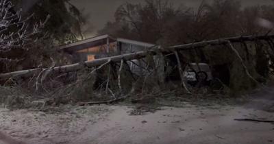 Carbondale tree down