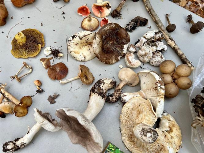 Man discovers mushrooms growing outside his bathroom: 'Somebody please  help!
