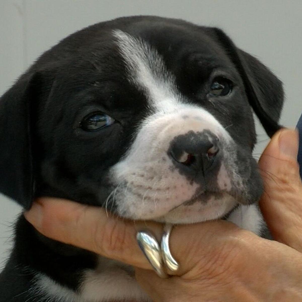 This Is Good News Local Animal Shelter Reacts To New Illinois Law News Wsiltv Com This Is Good News Local Animal Shelter Reacts To New Illinois Law News Wsiltv Com