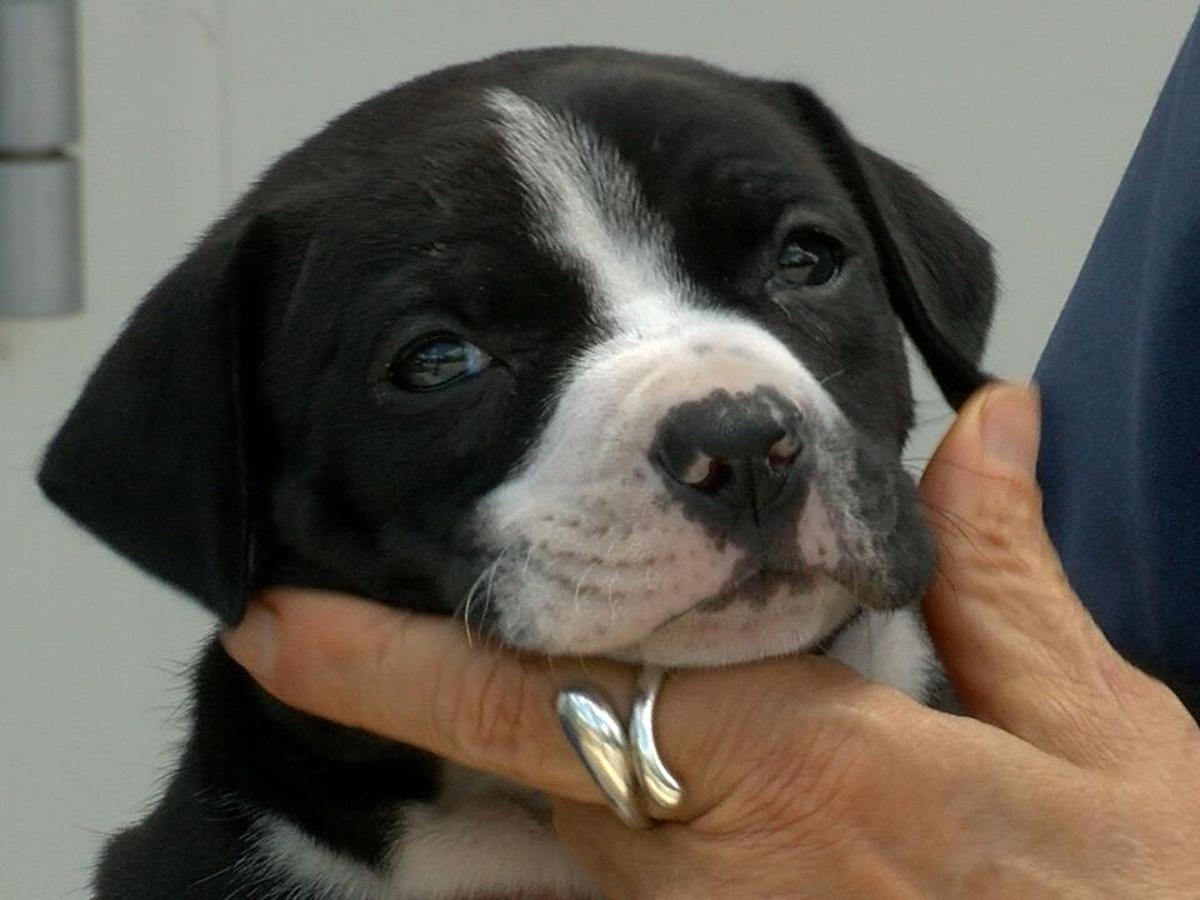 This Is Good News Local Animal Shelter Reacts To New Illinois Law News Wsiltv Com This Is Good News Local Animal Shelter Reacts To New Illinois Law News Wsiltv Com