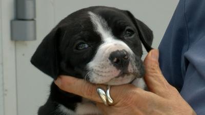 This is good news:” Local animal shelter reacts to new Illinois law | News  