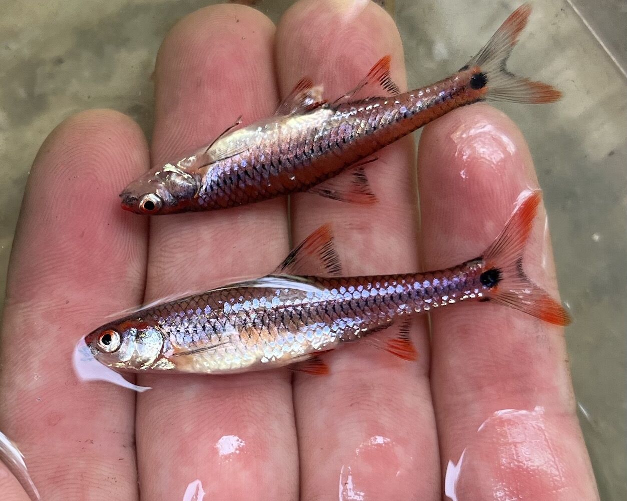 Blacktip Shiner – Discover Fishes