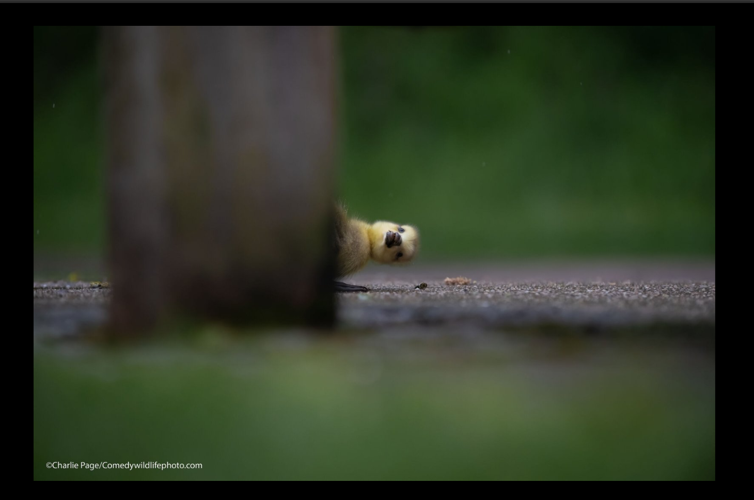 Comedy Wildlife photo finalists taking votes for funniest animal image