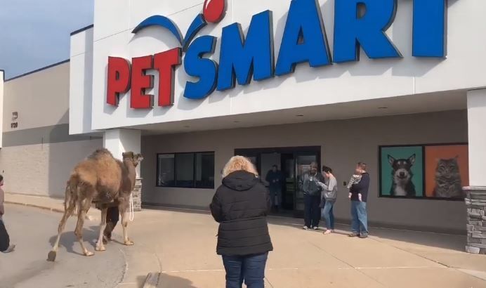 Arabian camel taken on 'field trip' to Michigan PetSmart store