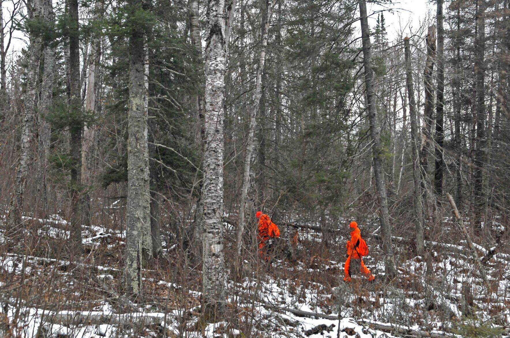 Forget sharks and bears – it’s deer that you should worry about hurting you