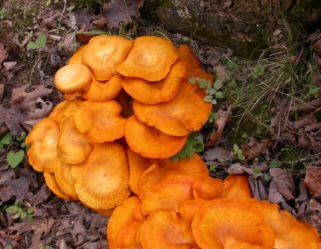 Jack_o_Lantern_mushrooms_10-1-16.jpg