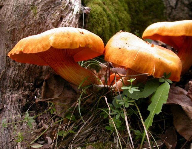 Don T Eat The Mushrooms Mo Conservation Warning About Poisonous Jack O Lanterns News Wsiltv Com