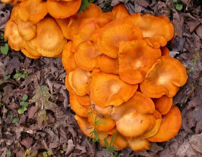 Don T Eat The Mushrooms Mo Conservation Warning About Poisonous Jack O Lanterns News Wsiltv Com