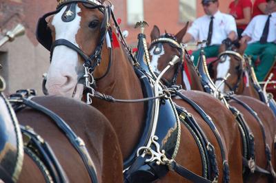 World-Famous Budweiser Clydesdale horses on display in southern Illinois