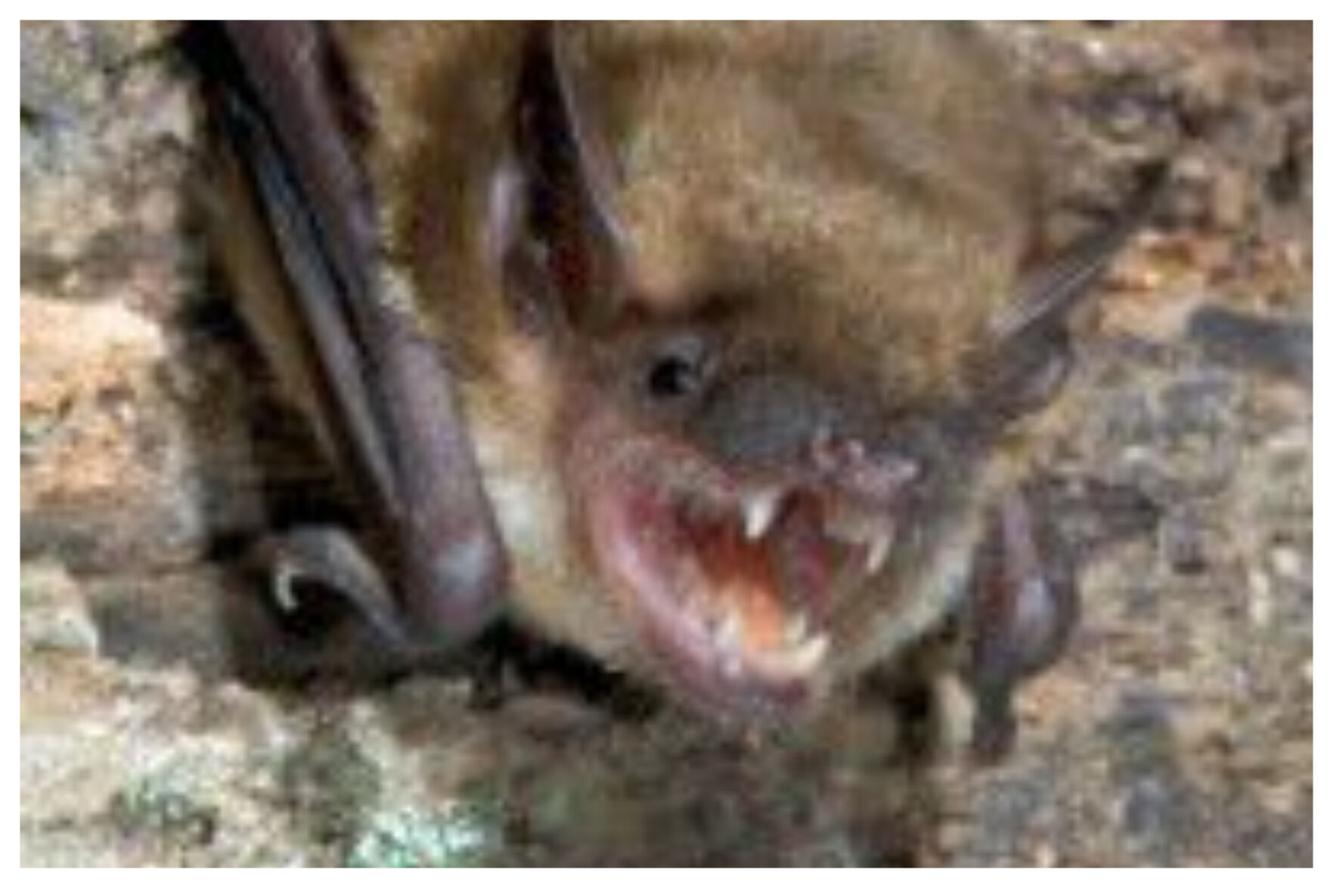 Rats, Bats, and Mice the Fearsome Trio of Halloween Local News