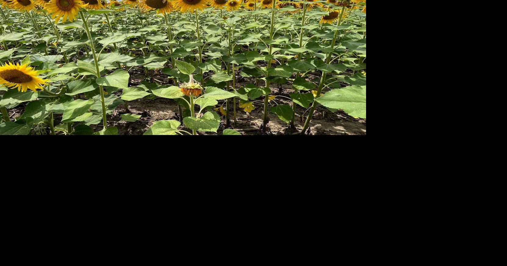Smiles of sunshine bloom at Shabbona Lake State Park Local News