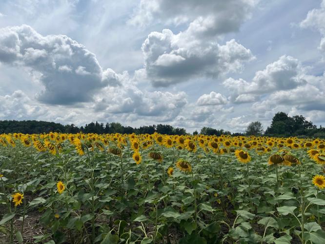 Smiles of sunshine bloom at Shabbona Lake State Park Local News