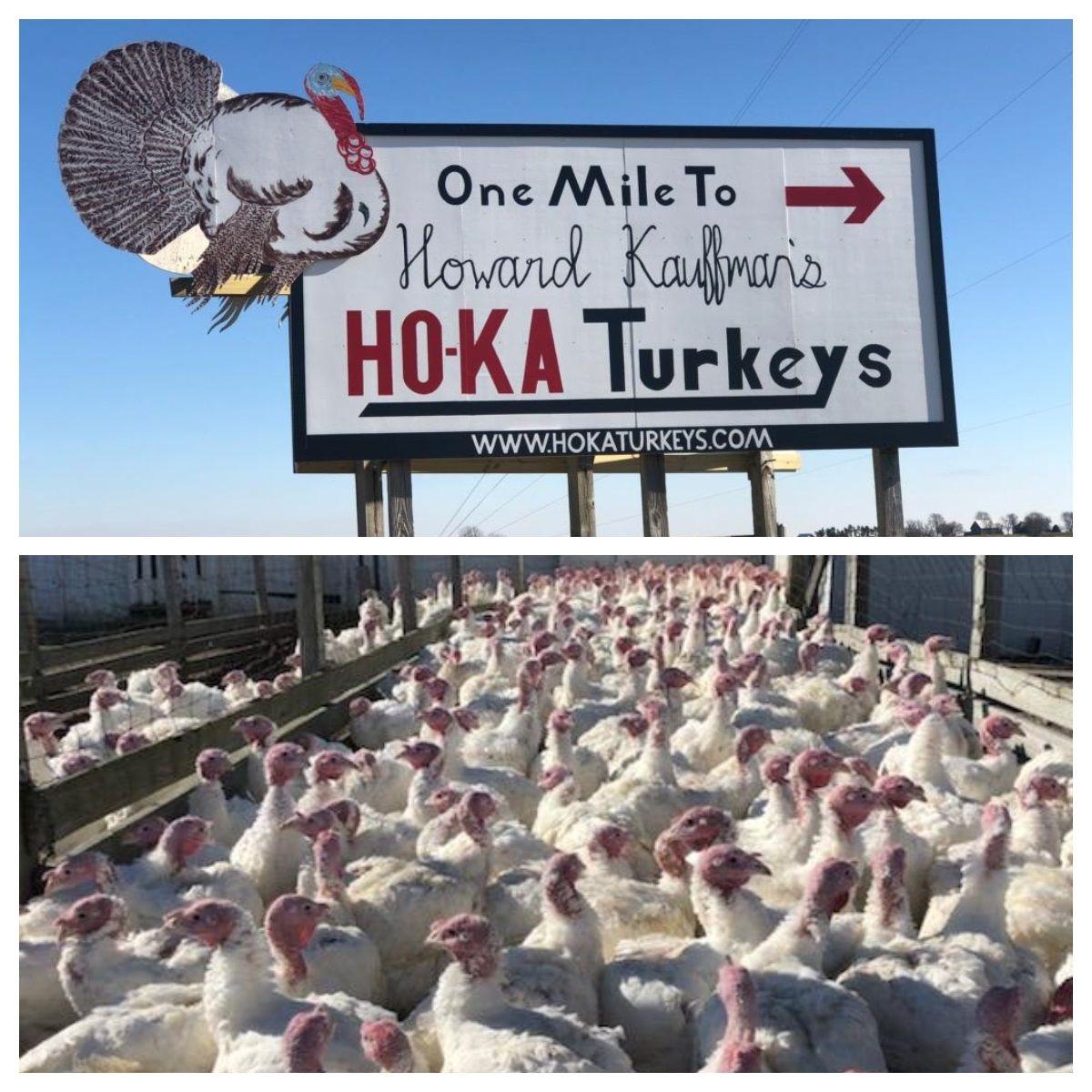 The Weekend Story A Look at the Turkeys of HoKa Farms Near Waterman
