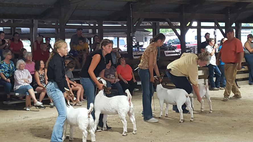PHOTOS Goat show judging at DeKalb County 4H Livestock show Local