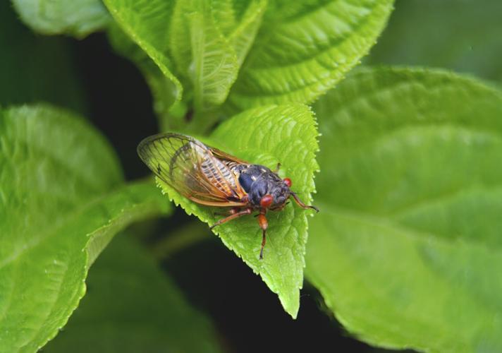 Cicadas to begin emerging in the next few weeks