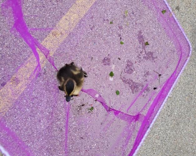 Yorkville police rescue ducklings from storm drain | Local News ...